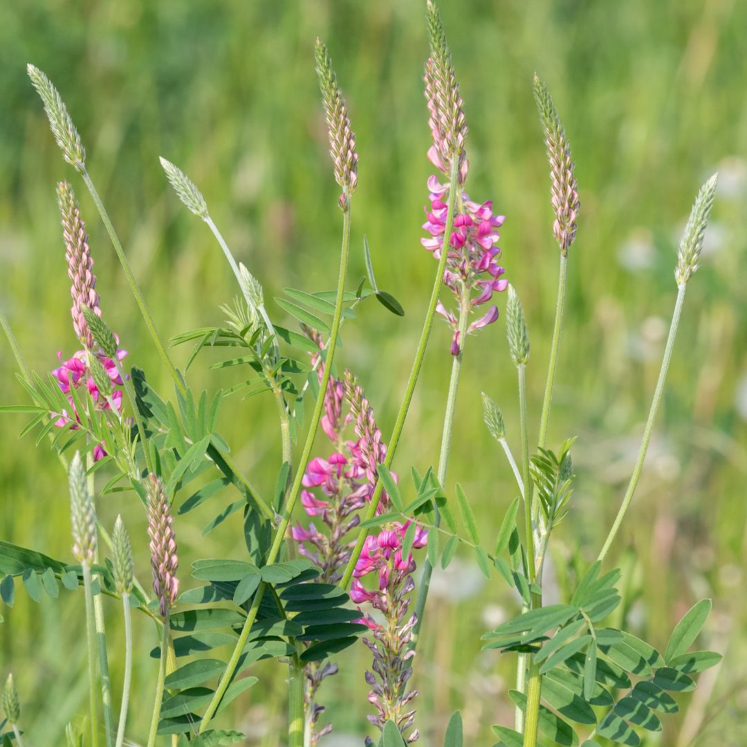 Sainfoin Plug Plants | Onobrychis vicifolia