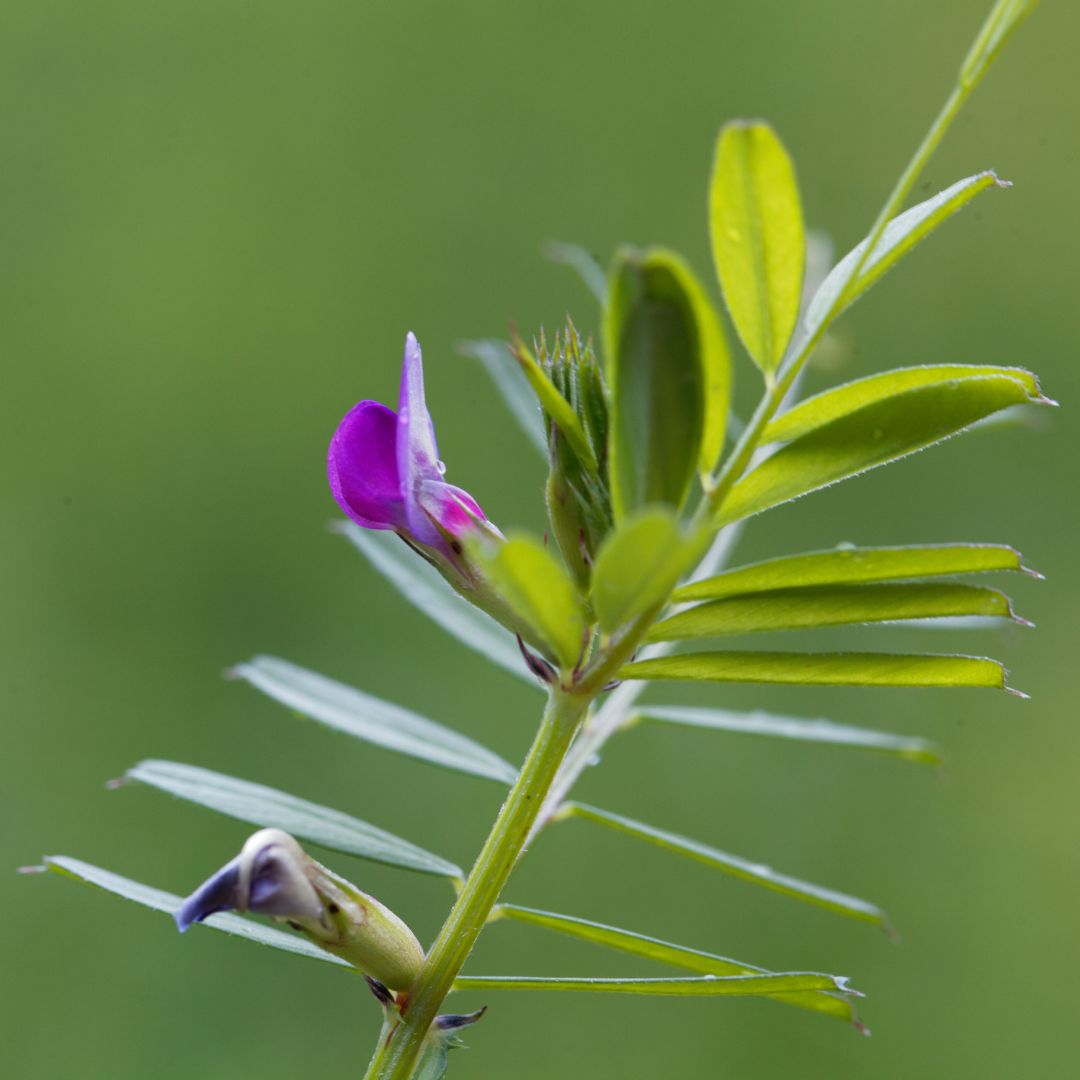 Common Vetch Plug Plants | Vicia sativa