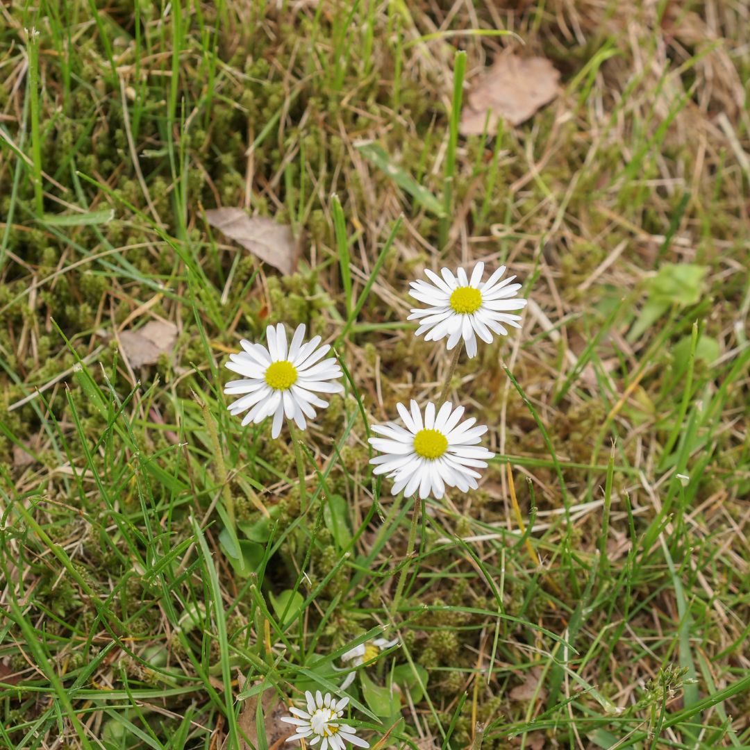 Common Daisy Plug Plants | Bellis perennis