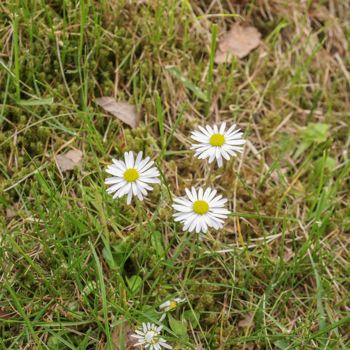 Common Daisy Plug Plants | Bellis perennis