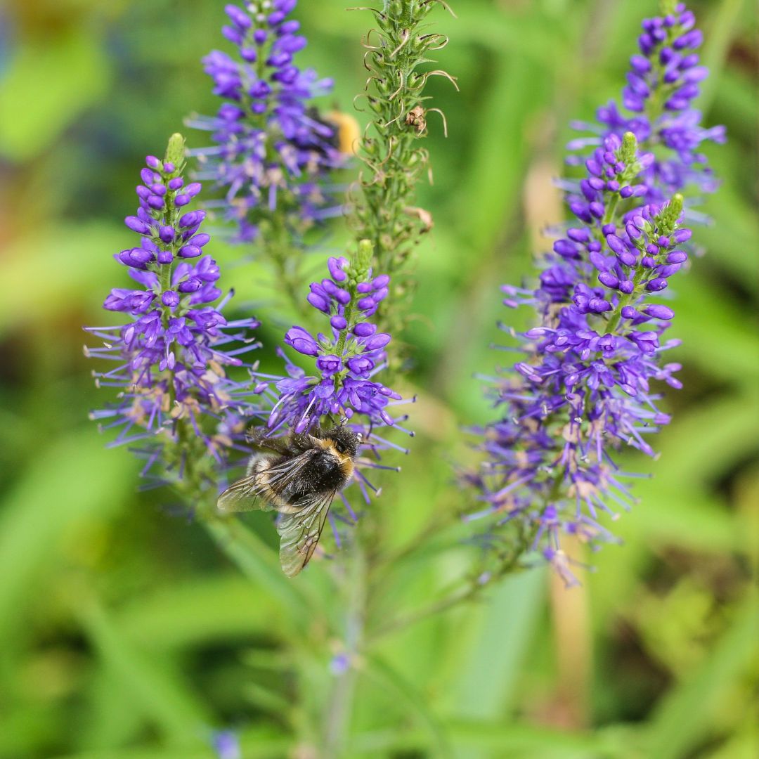 Spiked Speedwell Plug Plants | Veronica spicata