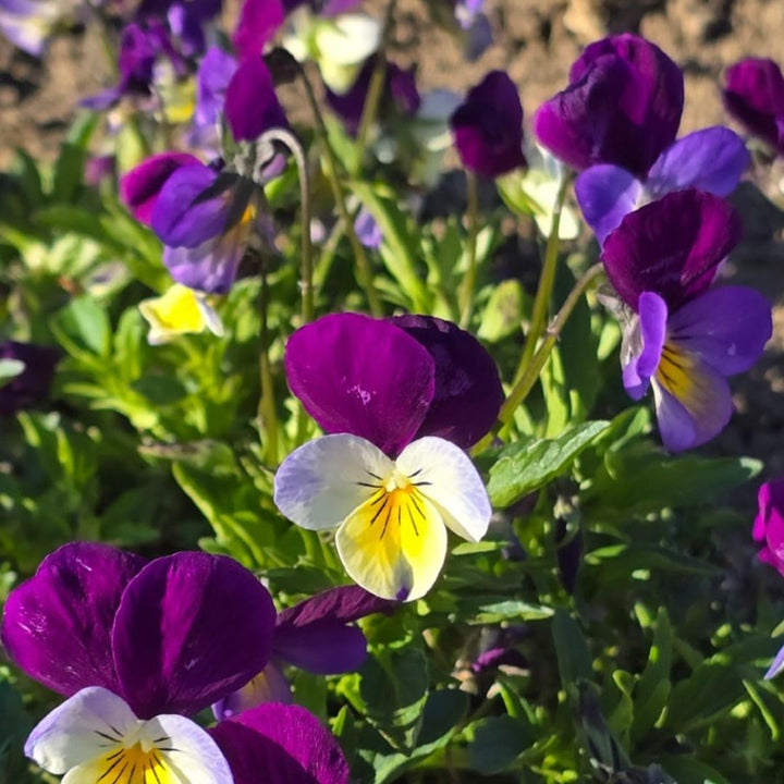 Heartsease Plug Plants | Viola tricolor