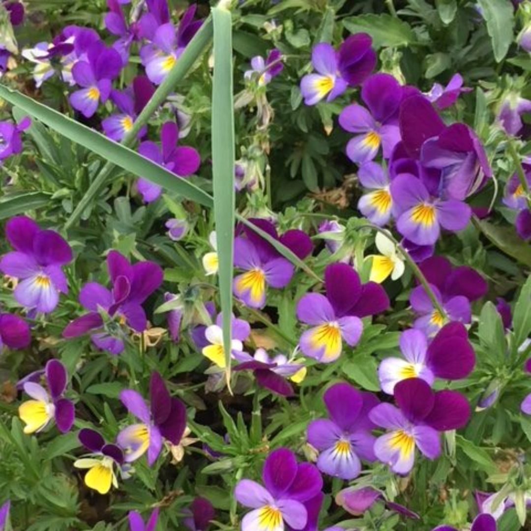 Heartsease Plug Plants | Viola tricolor