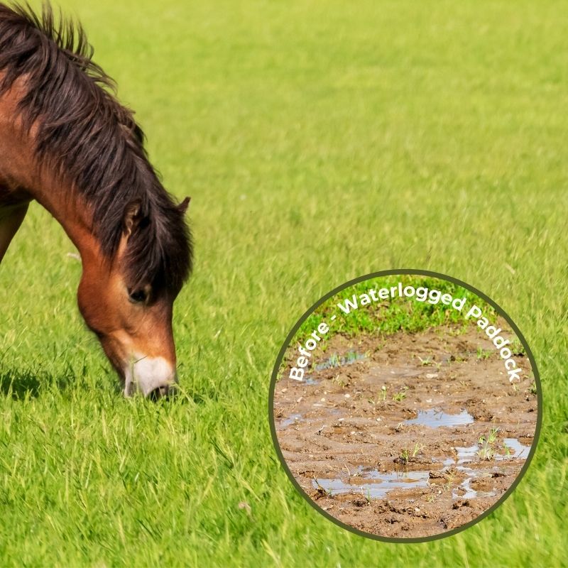 Paddock Seed Mix for Waterlogged & Clay Soils