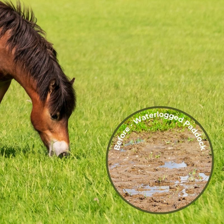 Paddock Seed Mix for Waterlogged & Clay Soils