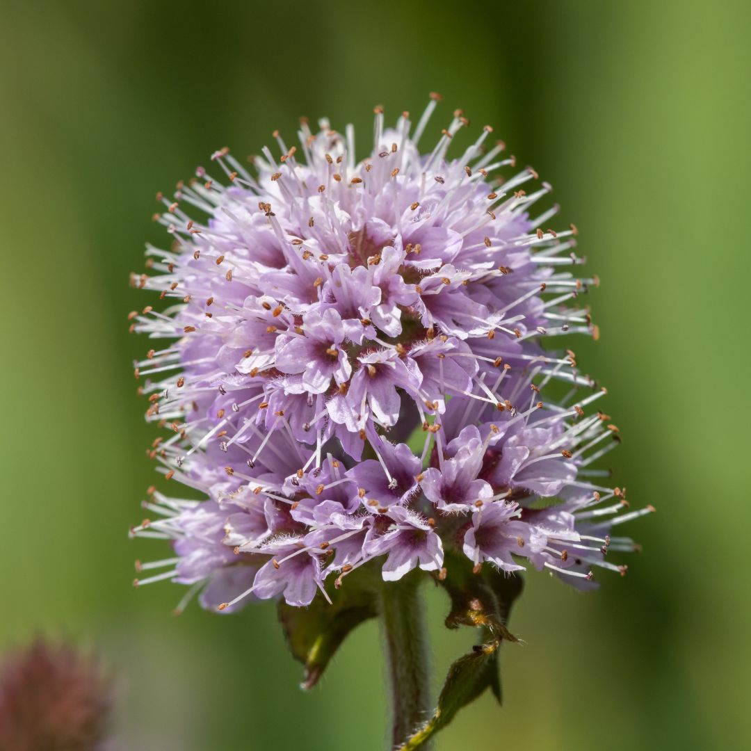 Water Mint Plug Plants | Mentha aquatica