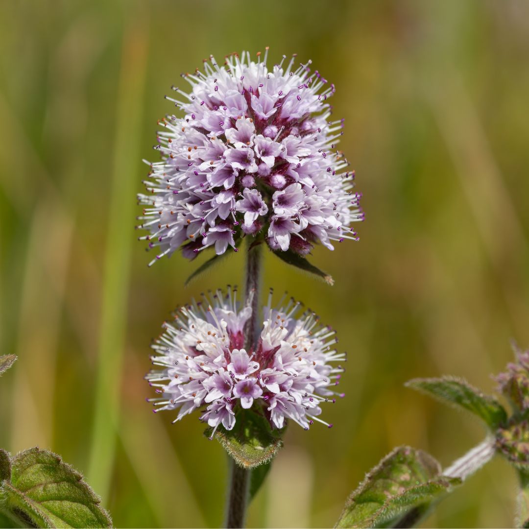 Water Mint Plug Plants | Mentha aquatica