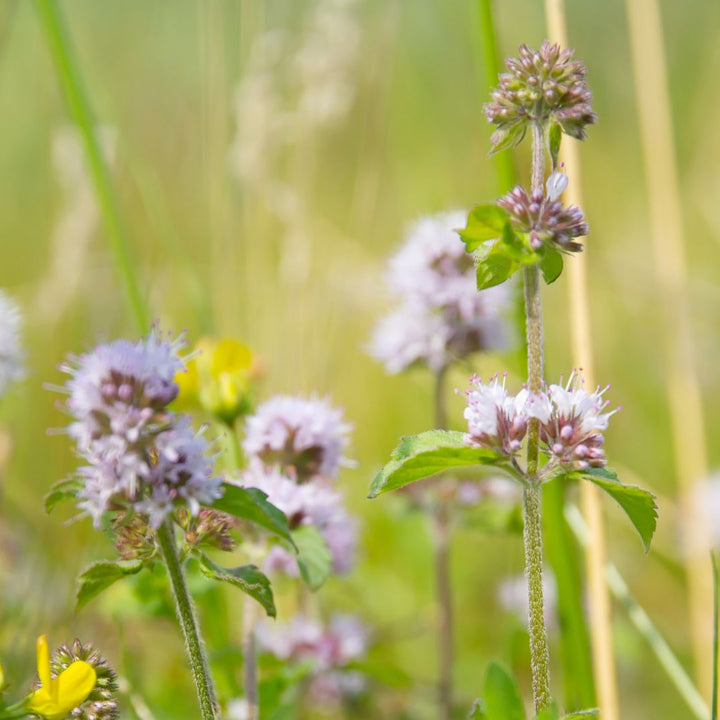 Water Mint Plug Plants | Mentha aquatica