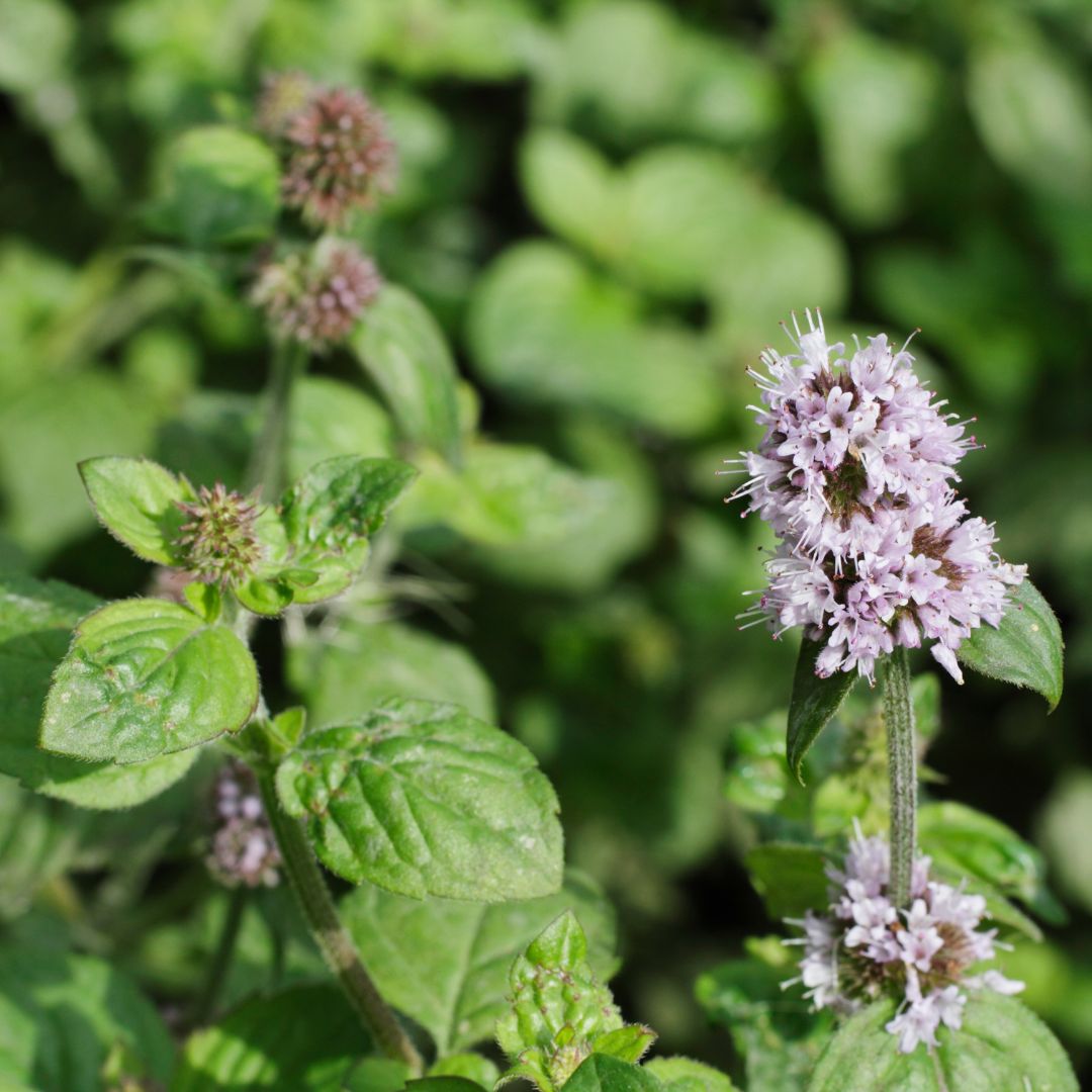 Water Mint Plug Plants | Mentha aquatica