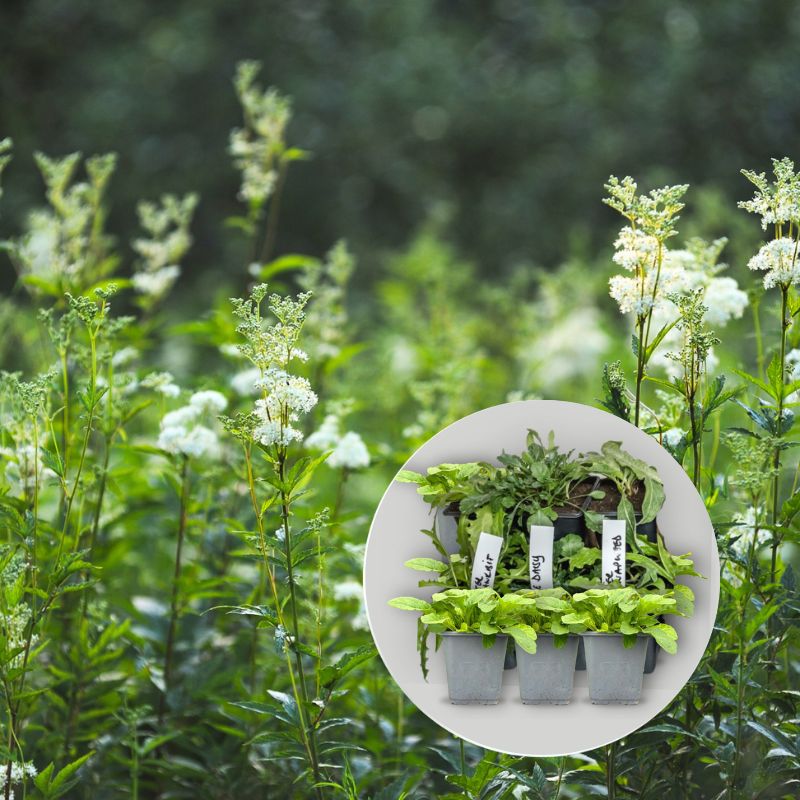 wetlands 9cm wildflower plant mixture