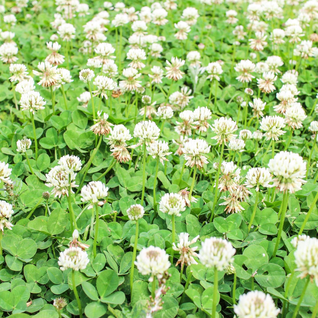 White Clover Seed