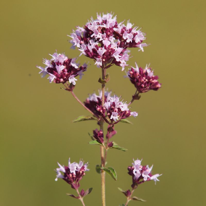 Wild marjoram flowers blooming