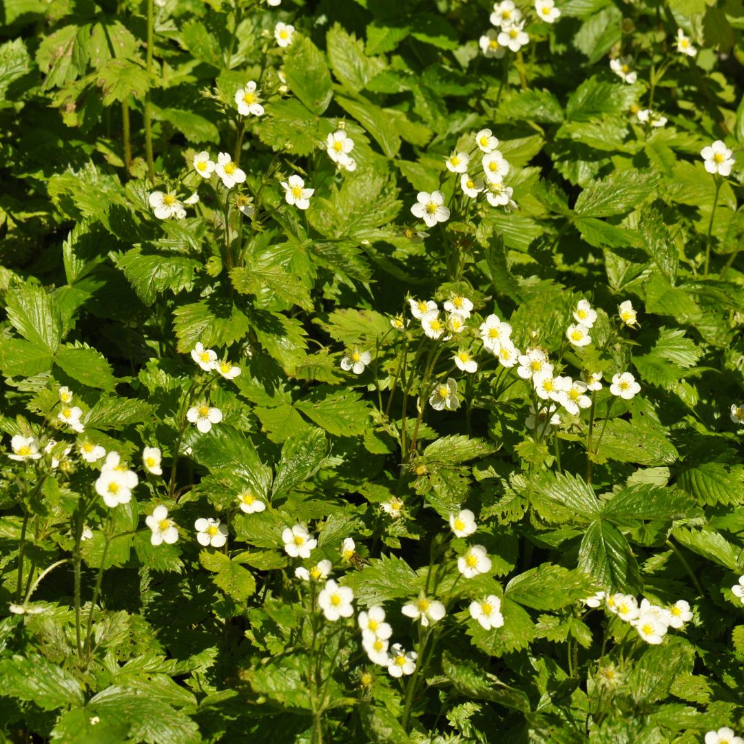 Wild Strawberry Plug Plants | Fragaria vesca – Meadowmania UK