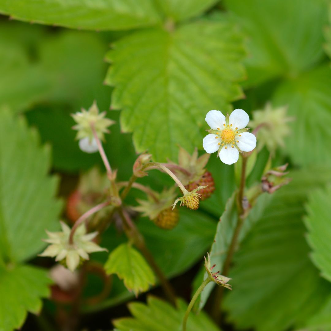 Wild Strawberry Plug Plants | Fragaria vesca – Meadowmania UK