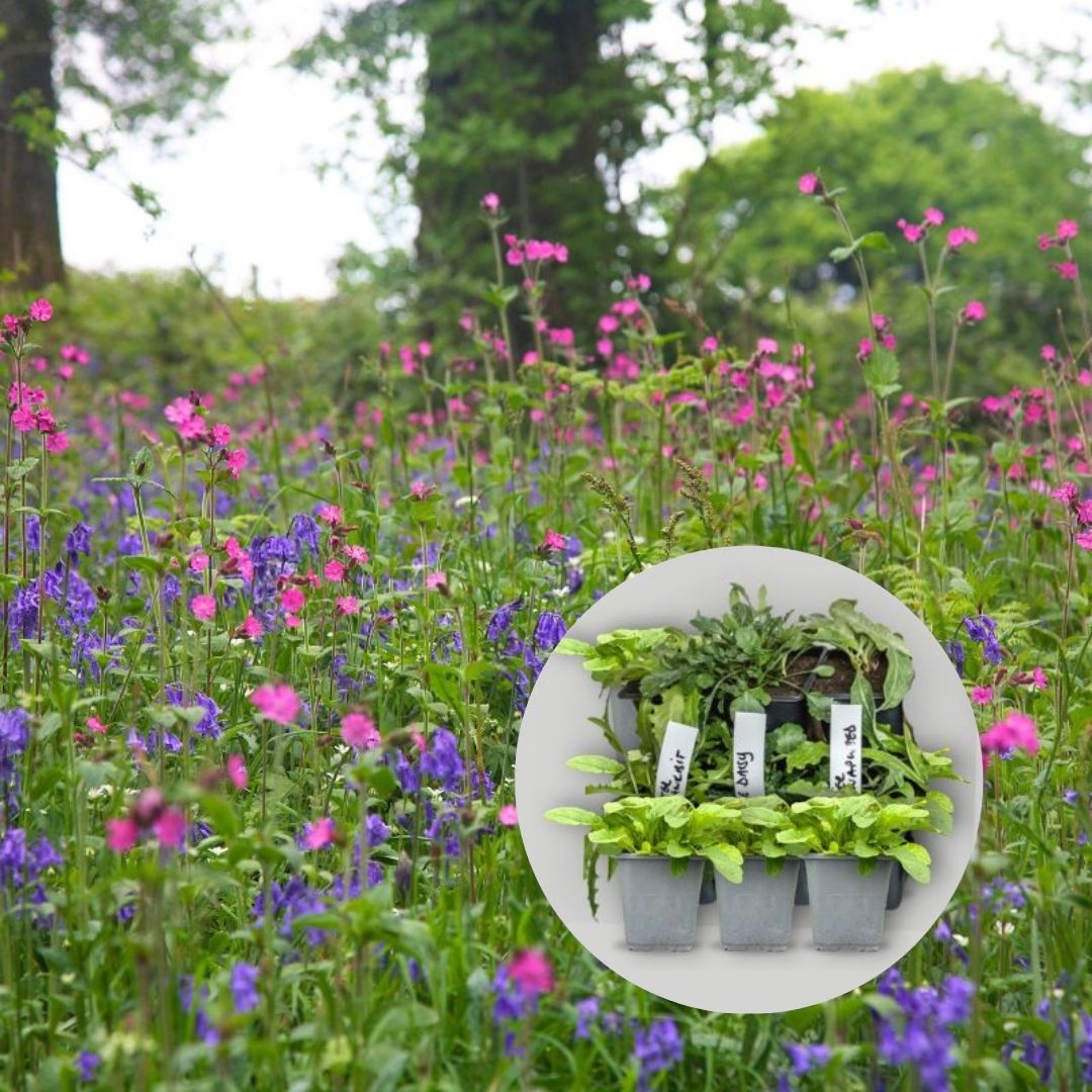 wildflower 9cm pot plant mix for woodland shade