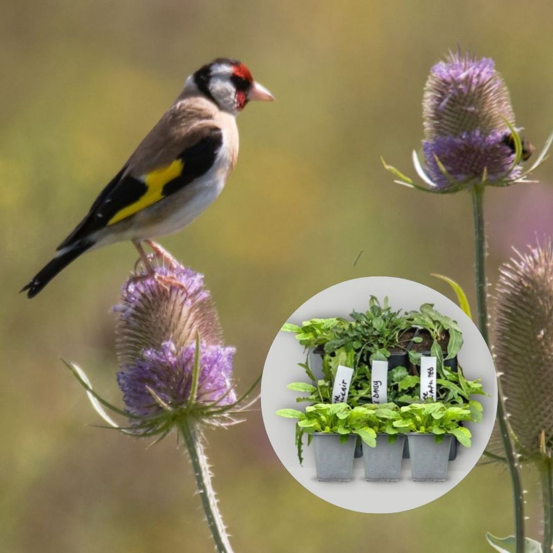 Wildflower 9cm Pot Plant Mix for Birds