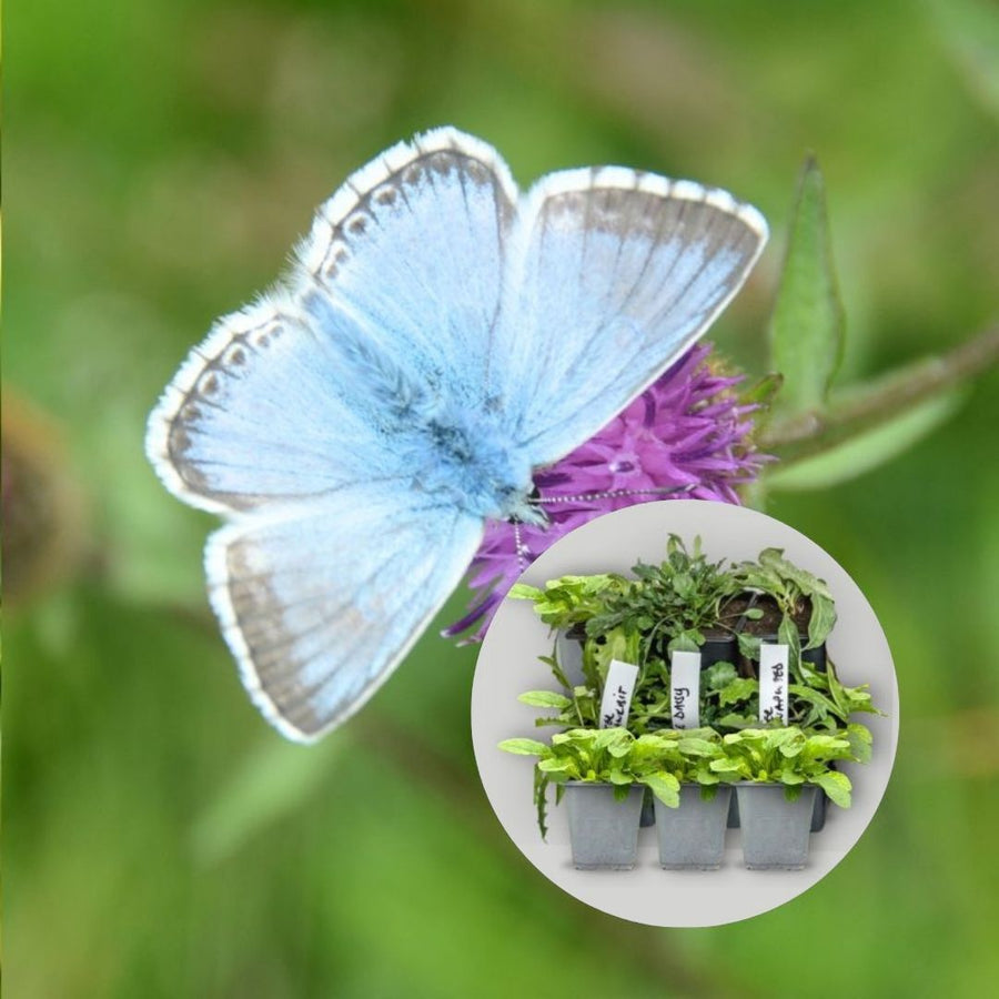 wildflower 9cm pot plant mix for butterflies