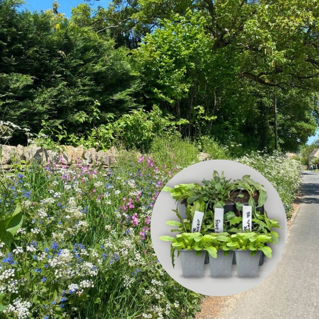 wildflower 9cm pot plant mix for hedgerow and partial shade