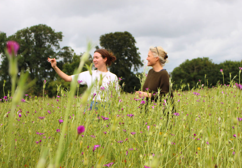 British Native Wildflower Seed, Plugs & Bulbs – Meadowmania UK