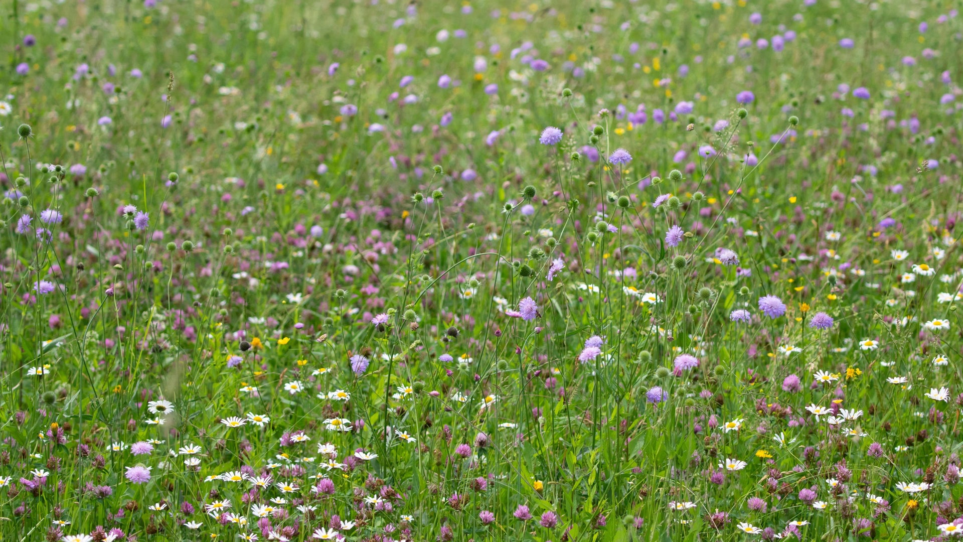 100% Wildflower Seed Only Mixtures (No Grass) – Meadowmania UK