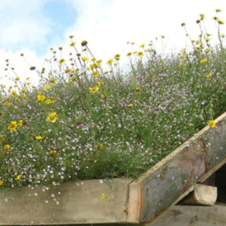 Native British Wildflower Seeds For Green Roofs & Dry Soils