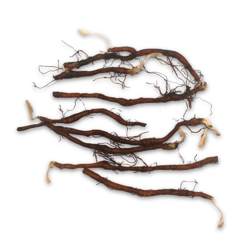 Wood Anemone Spring Planting | Anemone nemorosa