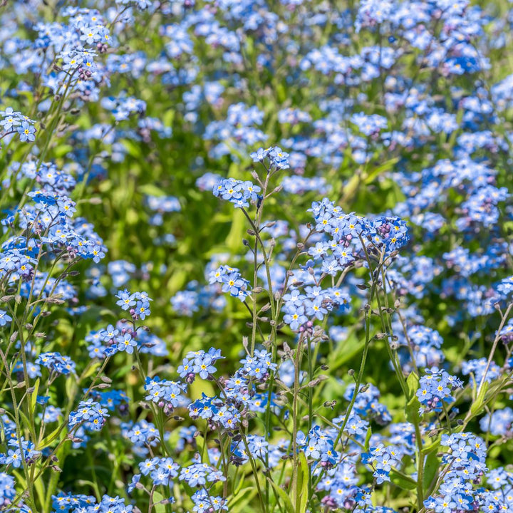 Wood Forget-Me-Not Plug Plants | Myosotis sylvatica