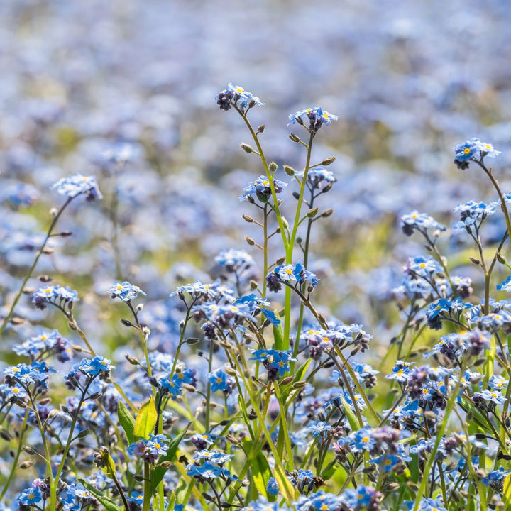 Wood Forget-Me-Not Plug Plants | Myosotis sylvatica