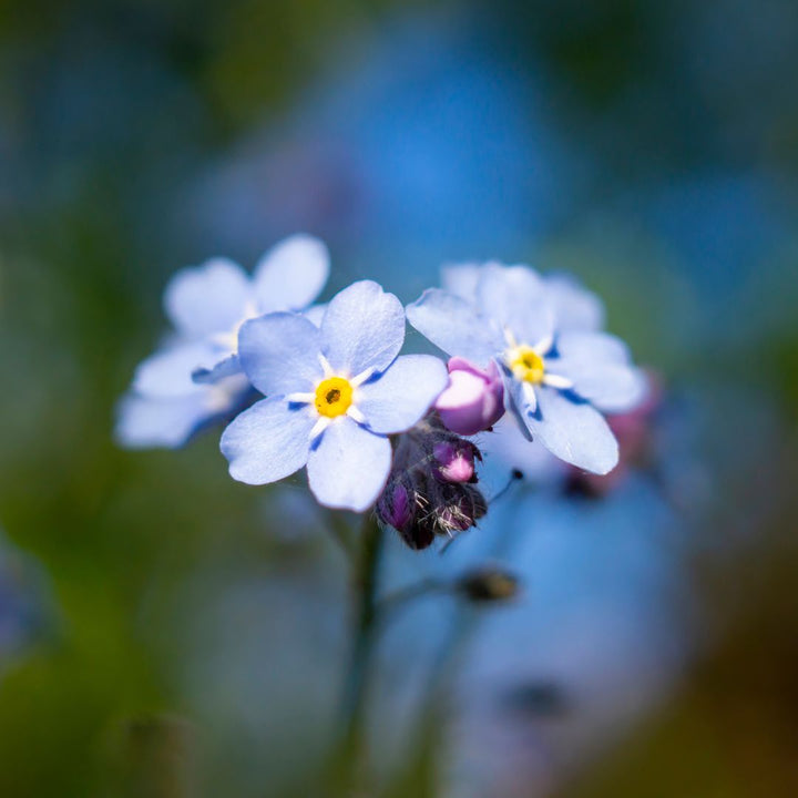 Wood Forget-Me-Not Plug Plants | Myosotis sylvatica