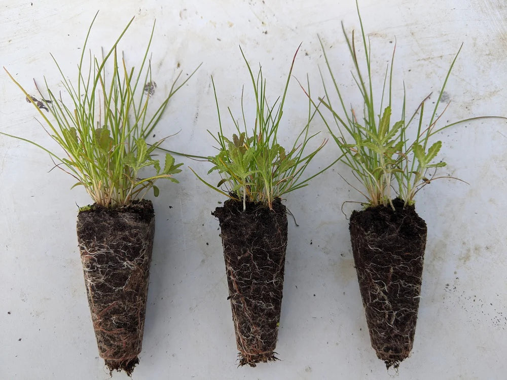 Yellow Rattle Native British Wildflower Plug Plants – Meadowmania UK