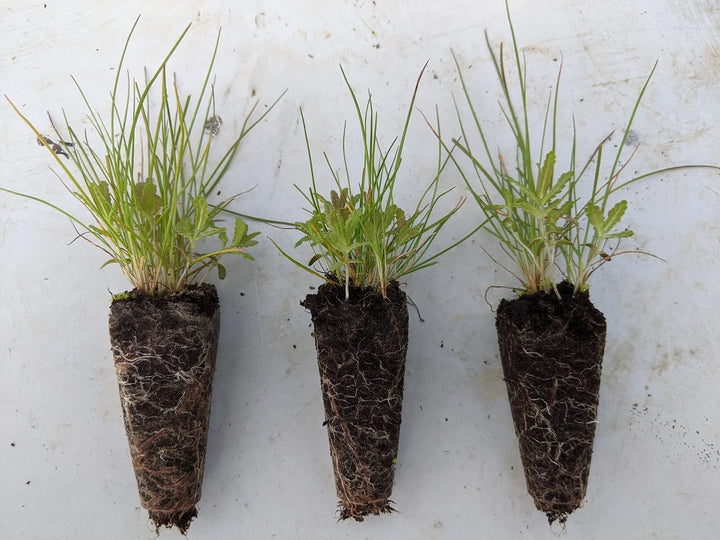Yellow Rattle Plug Plants | Rhinanthus minor