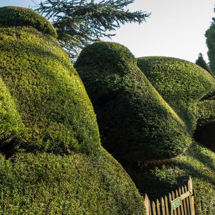 English Yew Plants | Taxus baccata