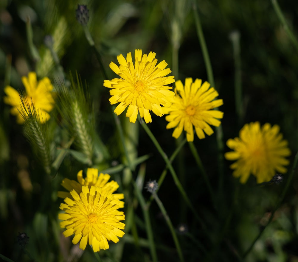 Autumn Hawkbit - Leontodon Autumnalis flowers