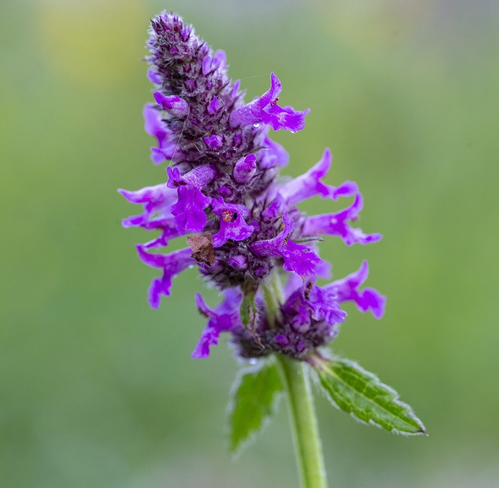 Betony Plug Plants