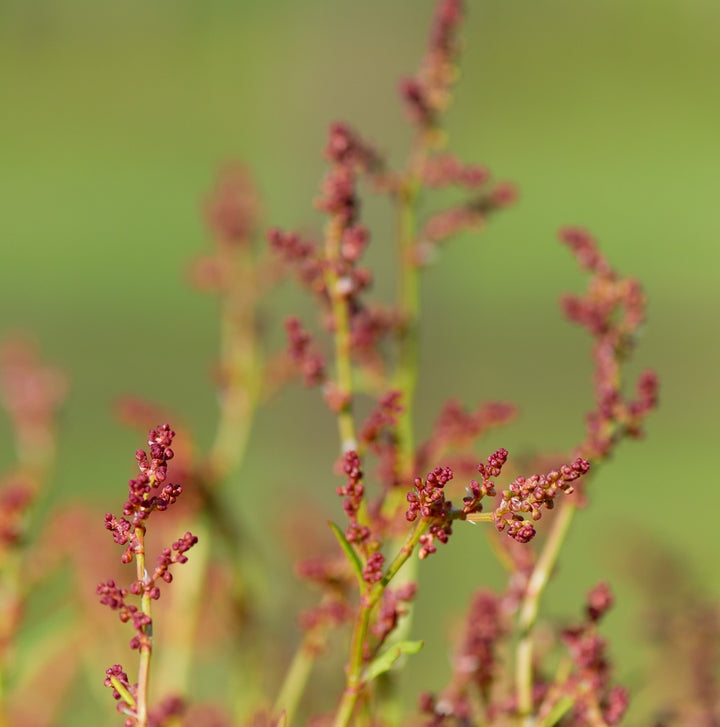 Close-up of common sorrel flowers against a blurred green background