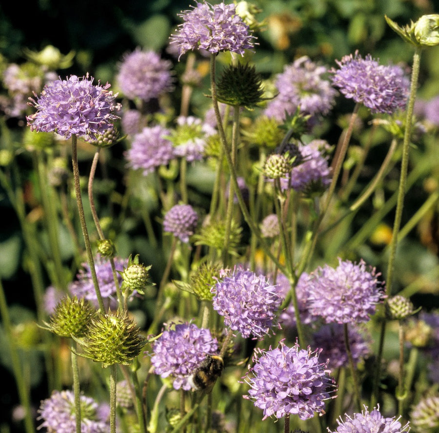 Devil Bit Scabious Native British Wildflower Plug Plants – Meadowmania UK