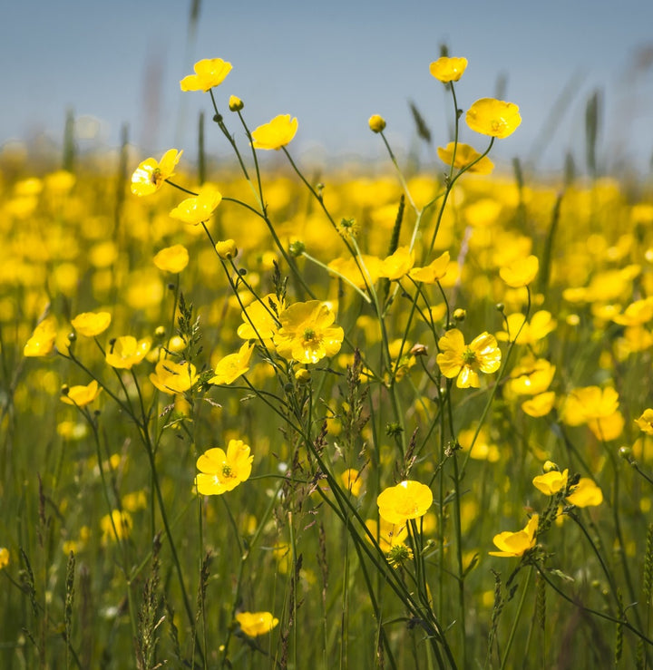 Meadow Buttercup Plants