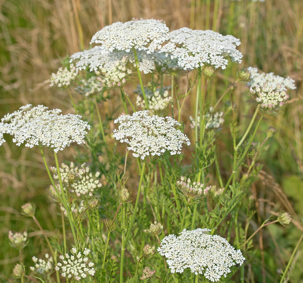 Wild Carrot Daucus Carota Plants