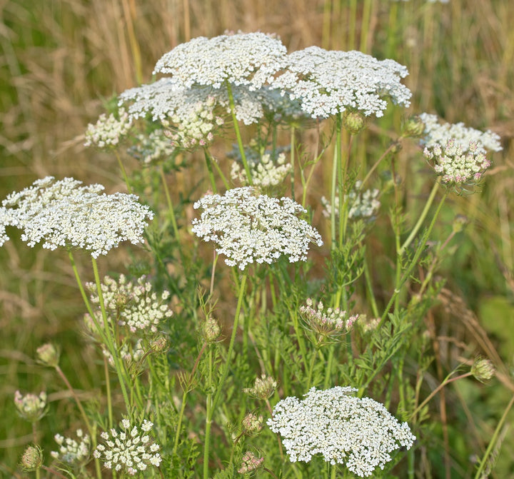 Wild Carrot Daucus Carota Plants