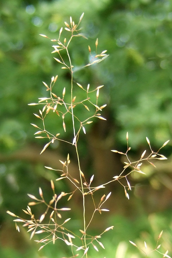 Common Highland Browntop Bent Grass Seed