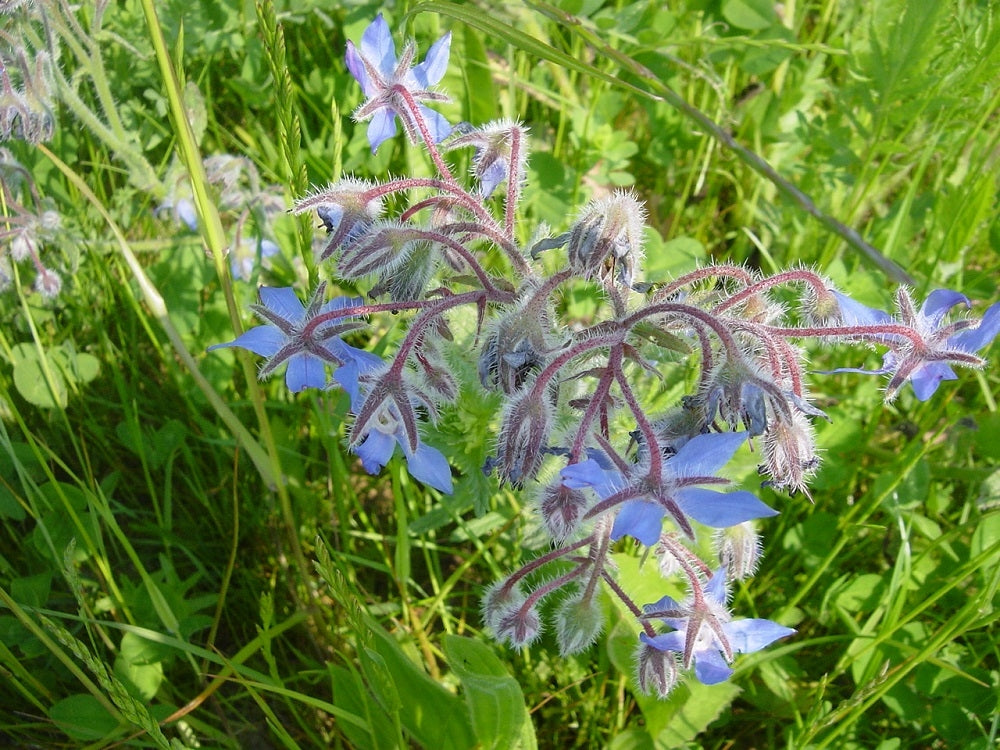 Borage Seeds - 35 To 640 Seeds, Starflower Herb For Bees & Pollinators