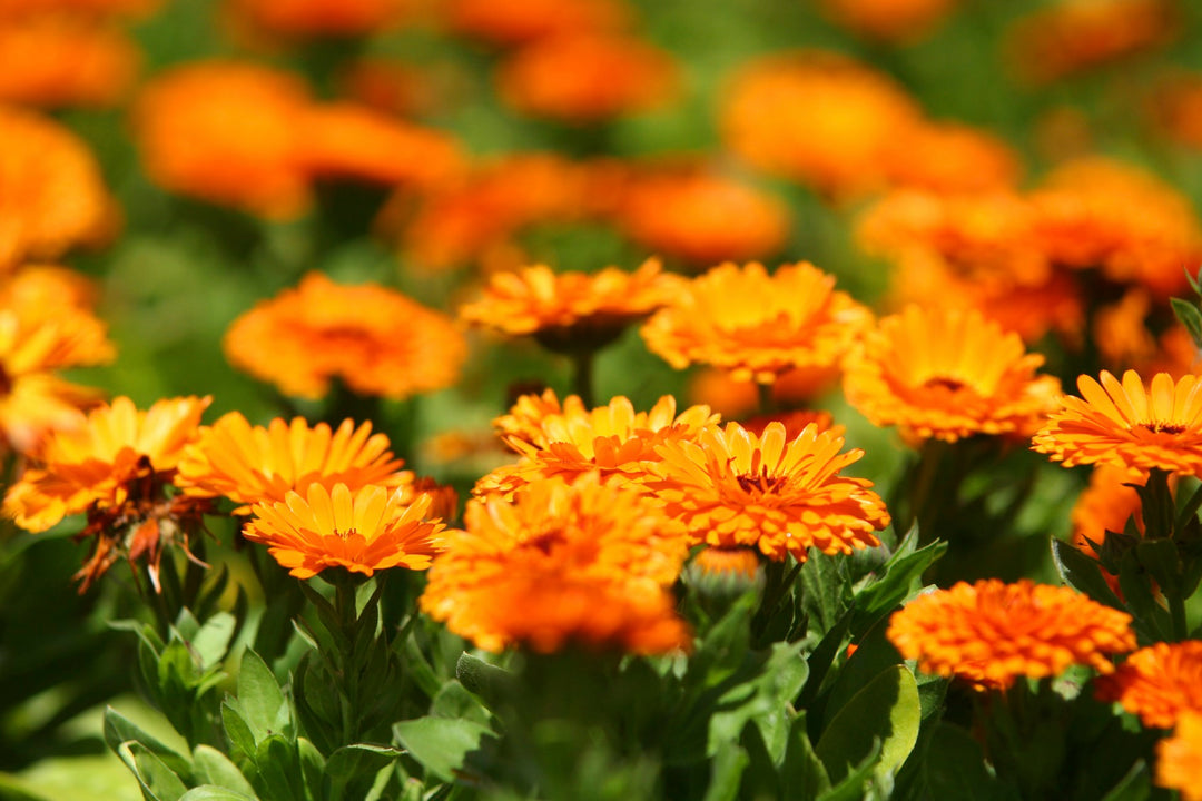 Pot Marigold (Pacific Beauty Mixed) Annual Seed Mix