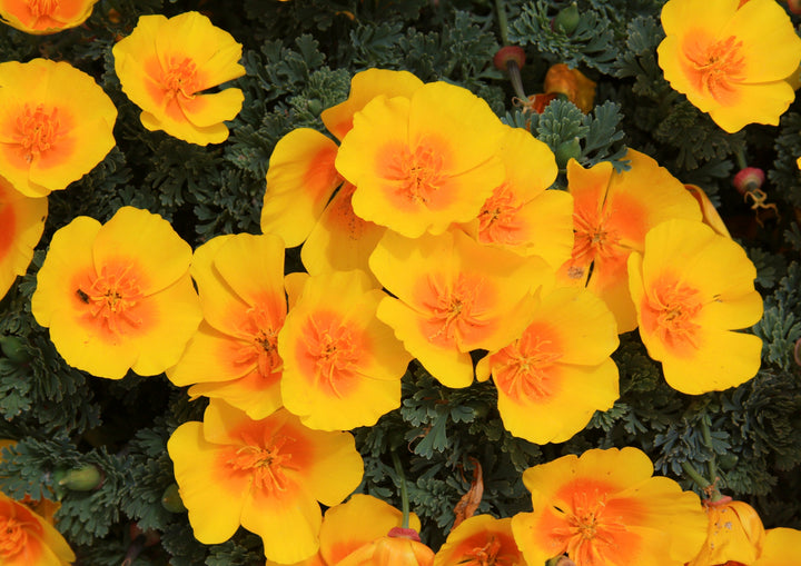 Californian Poppy ( Single Flowered Mix) Range Of Colours