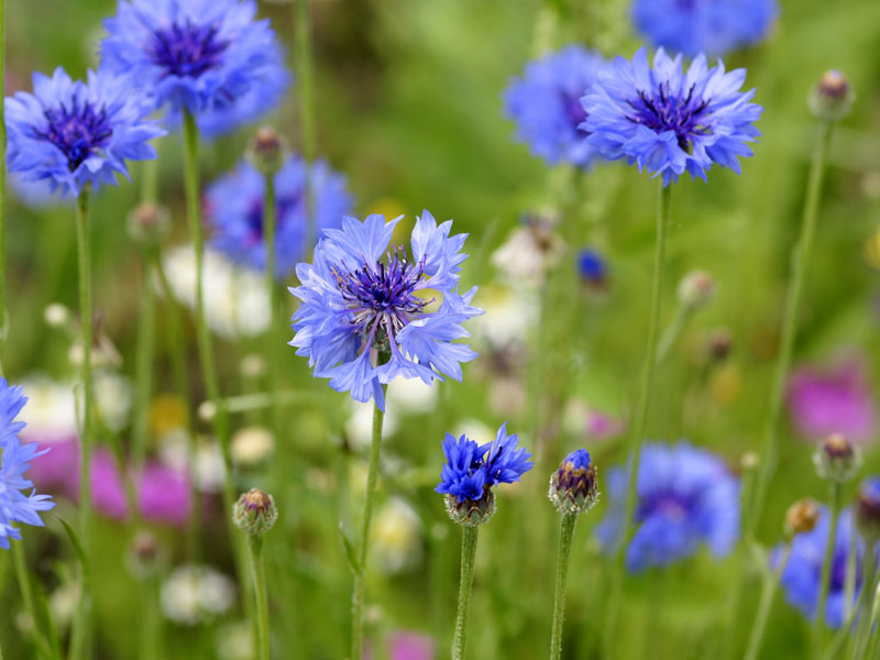 Native British Wildflower seed mix Cottage Garden – Meadowmania UK