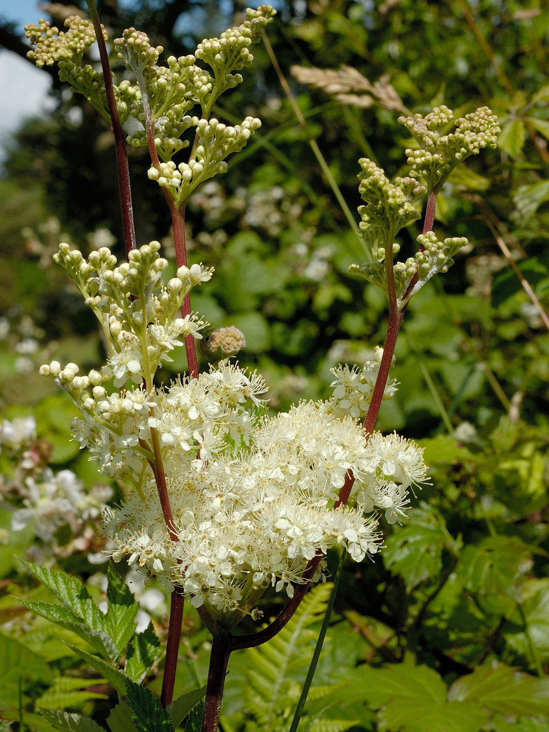 Native British Wildflower Seeds For Wetland Soil
