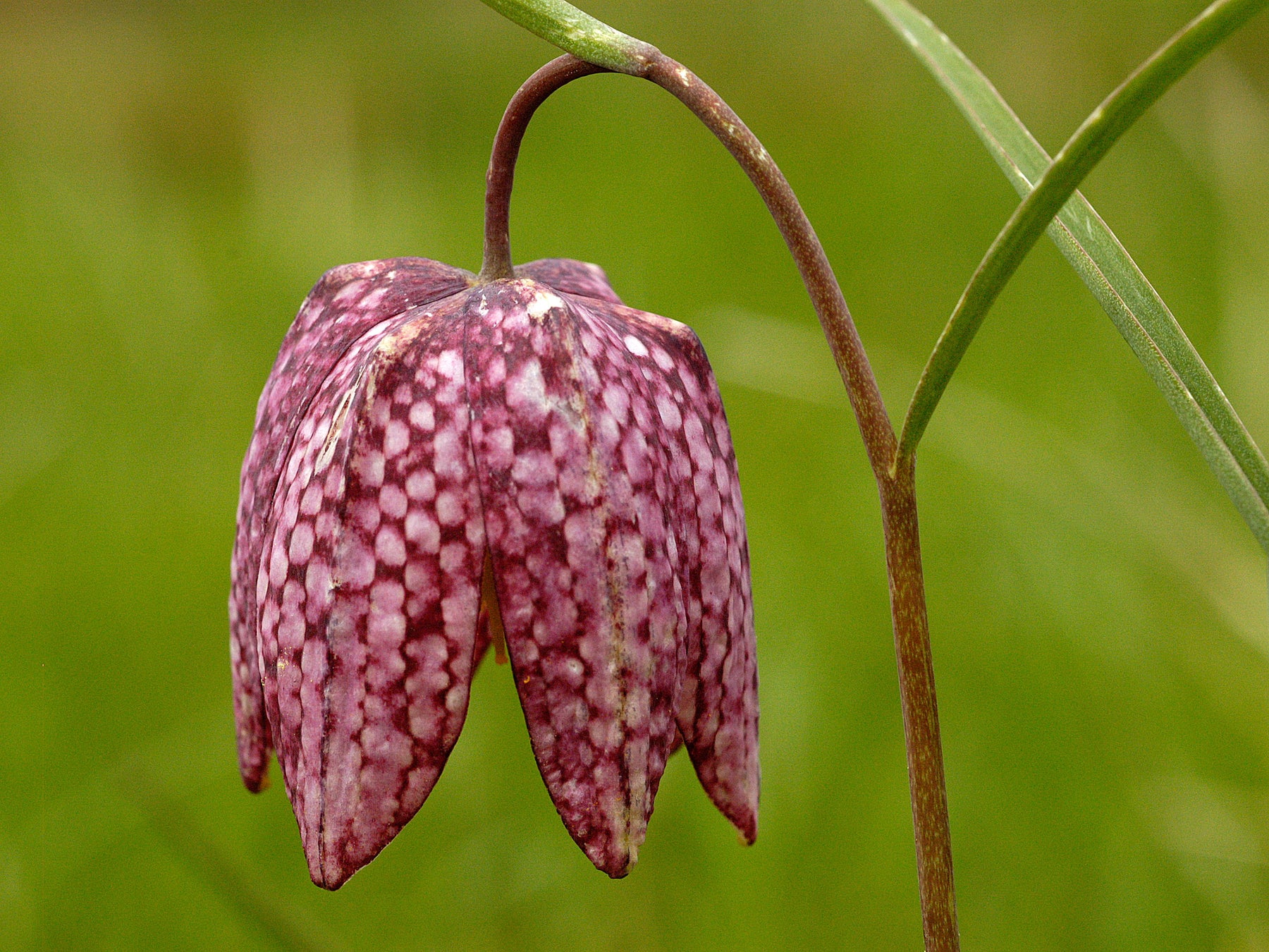 planting snake's head fritillary bulbs Snakeshead Fritillary Bulbs In The Green