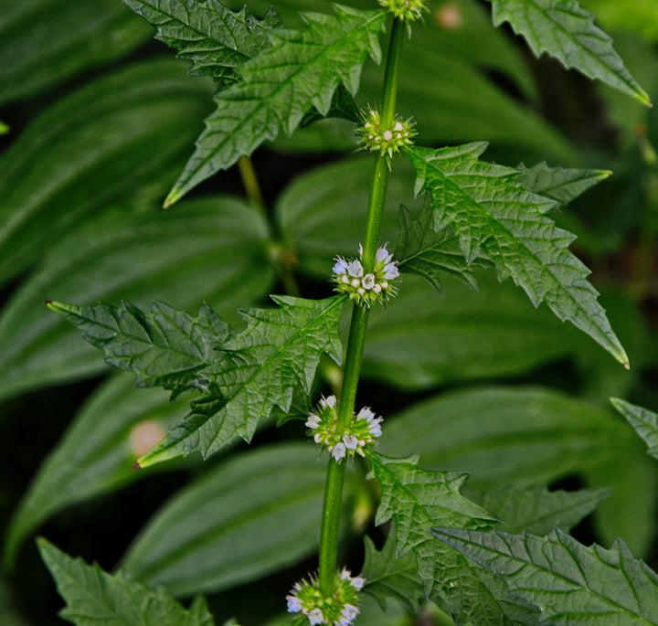 Gypsywort Plug Plants