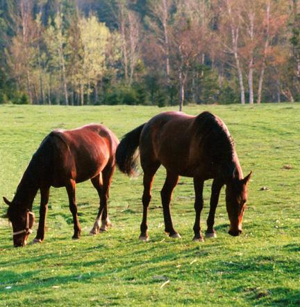 Natural Horsemanship Long Term Grazing Ley Acre ( MEDIUM to HEAVY SOILS) 13kg