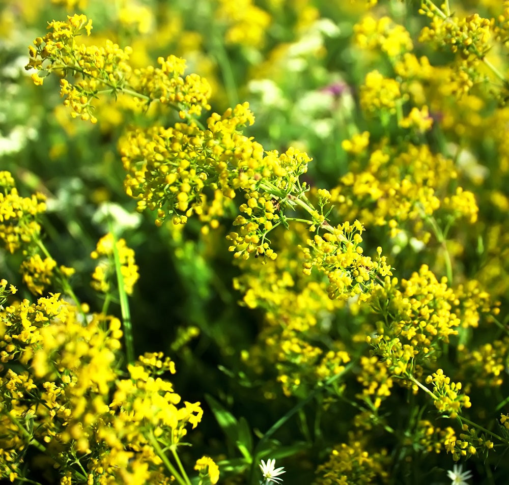 Lady's bedstraw plants
