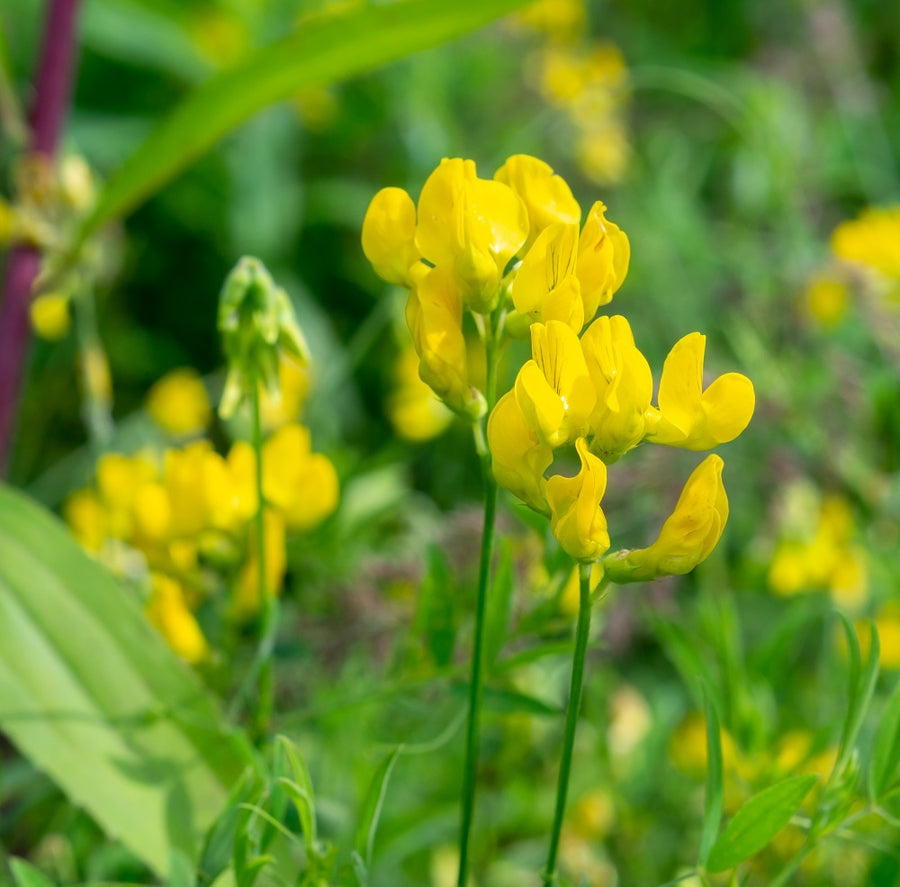 Meadow Vetchling in bloom with bright yellow flowers